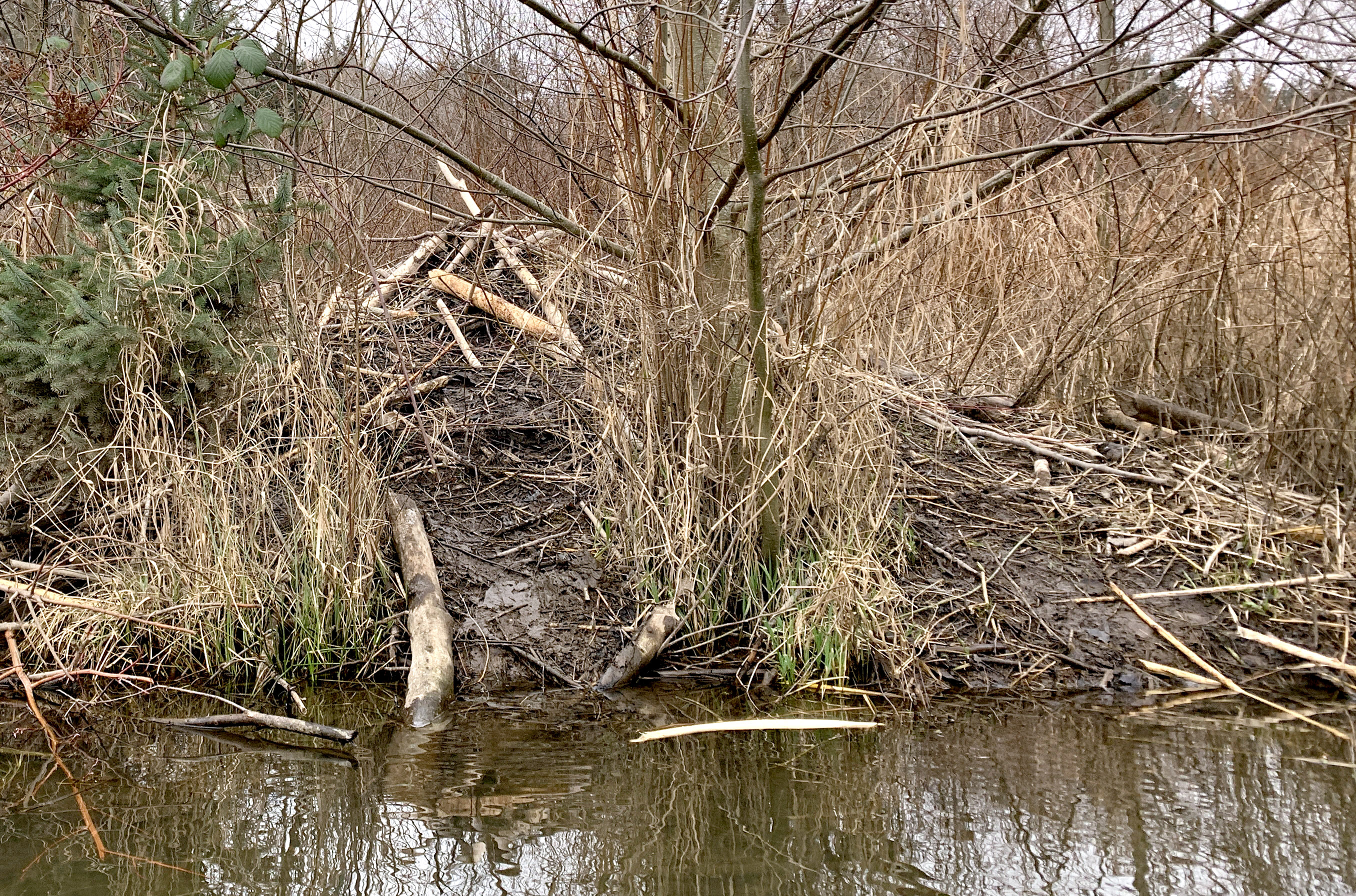 Beaver starter home